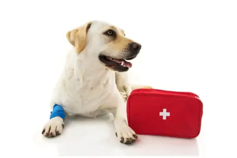 Labrador z opatrzoną łapą i czerwoną apteczką. Gotowy na wszystko, nawet na apap dla psa.