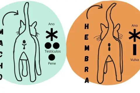Ilustración comparativa para saber si un gato es macho o hembra, mostrando la zona genital y anal de ambos.