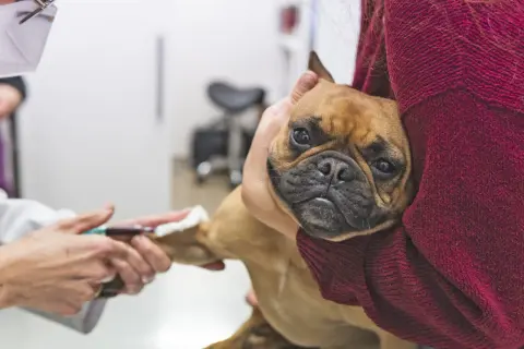 A French bulldog, one of the imha dogs, looks worried as a vet draws blood.