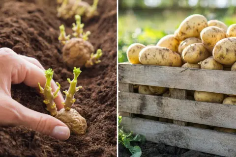 Dłoń sadzi kiełkujące ziemniaki, obok skrzynia pełna ziemniaków.