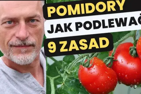 Jak podlewać pomidory w doniczkach, aby uniknąć ich usychania?