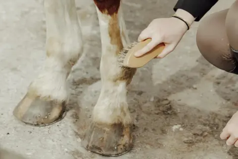 Dutka dla konia czyszczona szczotką. Dłoń delikatnie szczotkuje sierść wokół kopyta.