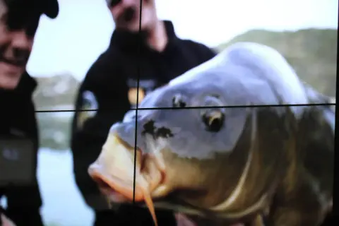 Ein Angler hält stolz einen großen Karpfen im Wasser.