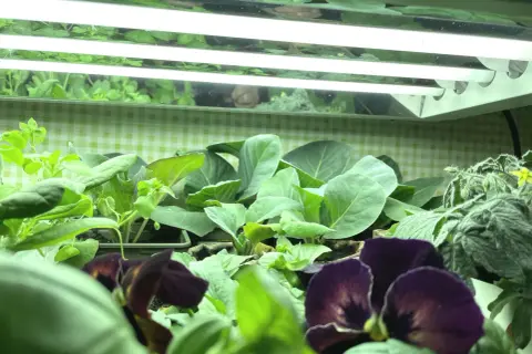 Småplantor av kål och blommor växer under lysrör neon.