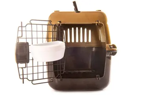 Najlepsze transportery dla border collie – jak wybrać idealny model?