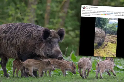 Co robić, gdy dziki na osiedlu stają się zagrożeniem?