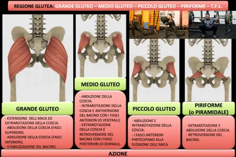 Illustrazione anatomica del grande gluteo, con dettagli sui muscoli e le loro funzioni, inclusi esercizi di allenamento.