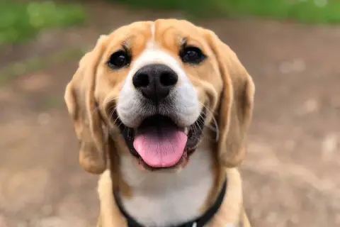 Un adorable beagle sourit, sa langue rose pendante. Il fait du bruit avec sa langue, un signe de bonheur et de chaleur.