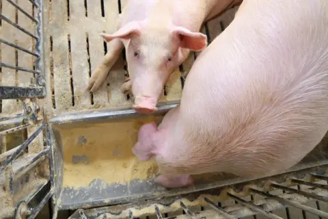 Dwa różowe prosiaki jedzą z koryta. Ich zdrowie i przyrost masy wpływają na ceny świń.