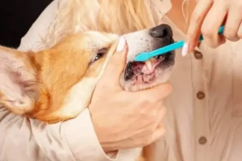 A person gently brushes a dog's teeth with a blue toothbrush, demonstrating the best way to brush dog teeth for good oral hygiene.