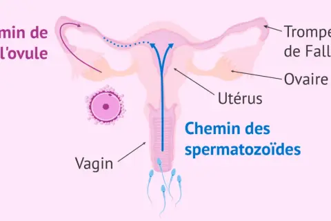 Schéma de l'appareil reproducteur féminin montrant le chemin des spermatozoïdes vers l'ovule. Pour savoir comment garder le sperme pour tomber enceinte rapidement, il faut comprendre ce parcours.