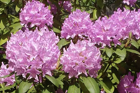 Piękne, fioletowe kwiaty rododendronów. Czy azalia doniczkowa nadaje się do ogrodu? Tak, jeśli zapewnisz jej odpowiednie warunki.