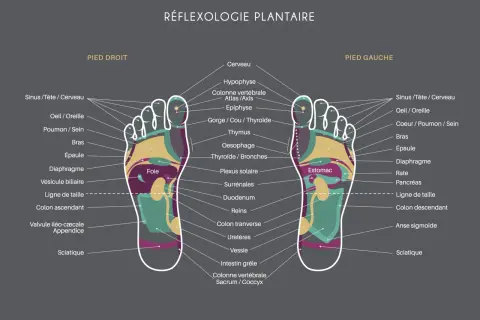 Carte des zones réflexes des pieds, utile pour soulager le stress par réflexologie plantaire. Elle montre les correspondances entre les parties du pied et les organes du corps.