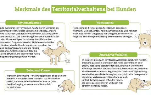 Ein Hund markiert sein Revier, ein anderer bellt und knurrt. Territorialverhalten bei Hunden.