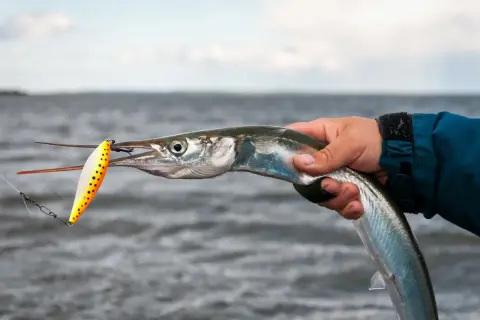 Ein Angler hält einen frisch gefangenen Hornhecht aus dem Mittelmeer, der an einer bunten Angelköder schnappt.