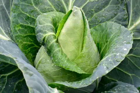 Ein frischer Spitzkohl mit Tautropfen auf den Blättern, bereit zum Ernten. Perfekt für den Anbau im eigenen Garten.