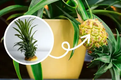 Mały ananas rośnie na roślinie w doniczce. W okręgu widać jego zieloną koronę, która pokazuje, gdzie rośnie ananas.