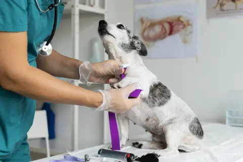 Veterinario administra tratamiento a un perro con ataques epilépticos muy seguidos.