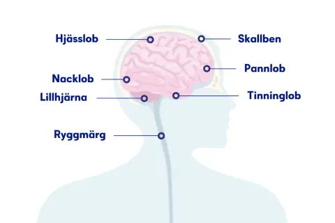 Illustration av hjärnan med delar märkta. Om du har ont i nacken och huvudet kan det bero på problem i nacklob, lillhjärna eller ryggmärg.