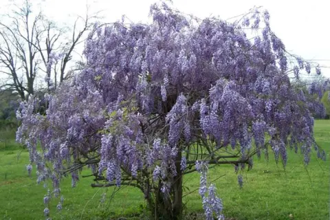 Magnifique arbre en fleurs de glycine, ses grappes violettes tombent comme des cascades parfumées.