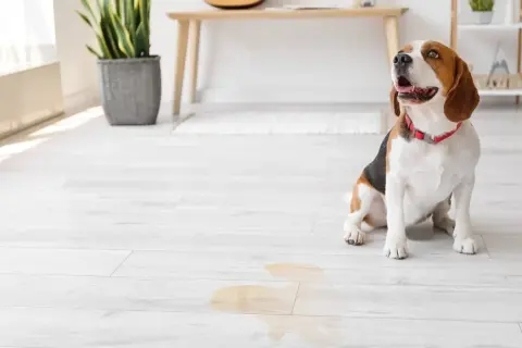 Beagle sitzt auf hellem Boden neben einer Pfütze. Hoffentlich hat der hund pinkelt mich an nicht wieder getroffen.
