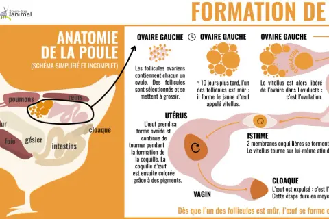 Schéma de l'anatomie de la poule et de la formation de l'œuf, de l'ovaire au cloaque, expliquant le processus de maturation des follicules et la formation de la coquille.