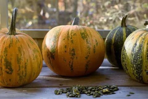 Flera pumpor, varav en butternutpumpa, ligger på ett träbord. Framför pumporna ligger pumpafrön.
