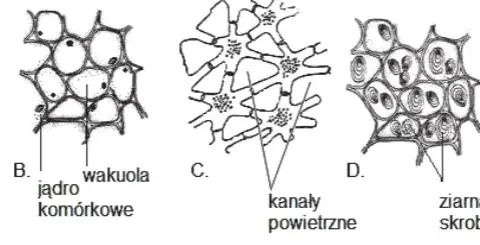 Jakie są tkanki roślinne? Odkryj ich rodzaje i funkcje w botanice