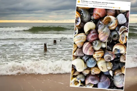 Odkryj muszle Bałtyku: Rozpoznaj gatunki i znajdź je na plaży!