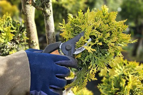 Ręka w rękawicy przycina gałązkę żywotnika, ucząc się, jak przycinać tuje na bonsai.