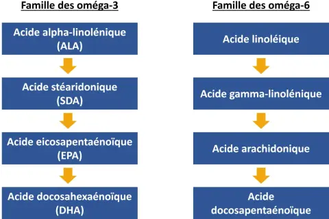 Schéma des familles oméga-3 et oméga-6, montrant la transformation des acides gras. L'oméga-3 est essentiel pour le corps.