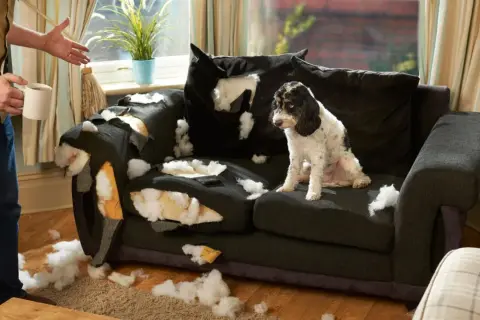 Ein Hund hat das Sofa zerlegt. Der Besitzer schaut fassungslos zu. Vielleicht braucht der Hund mehr Beschäftigung, um den **Hund auslasten zuhause** zu können.