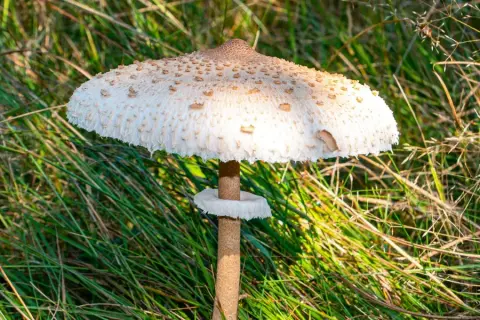 Kiedy jest sezon na kanie? Odkryj najlepszy czas na zbieranie tych grzybów