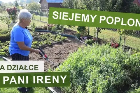 Jak siać poplon? Kompletny przewodnik po terminach, gatunkach i dopłatach.