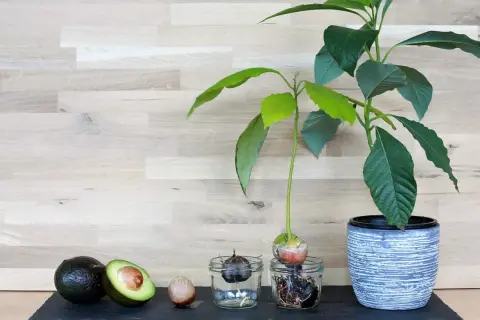 Vom ganzen Avocado bis zum Keimling im Glas: So gelingt das **Avocadokern einpflanzen**. Ein grüner Daumen für zu Hause.