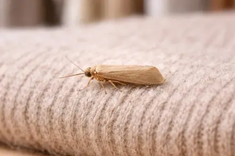 Un petit insecte brun, une mite, se repose sur un tissu beige. Il pourrait être la cause d'un trou de mite dans votre garde-robe.
