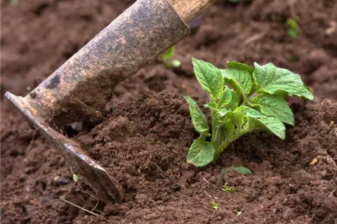 Attrezzo da giardinaggio che aiuta nella rincalzatura patate, accumulando terra attorno al giovane fusto per favorirne la crescita.