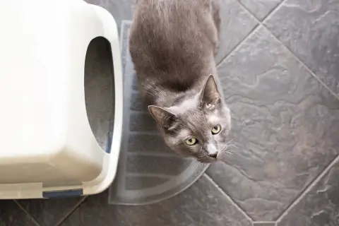 A grey cat sits on a litter mat next to a white litter box. The general rule for how many litter boxes per cat is one plus one.