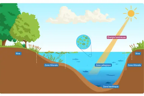 Schéma illustrant la définition d'un étang : rive, zone littorale, pélagique et benthique, avec l'énergie lumineuse du soleil.