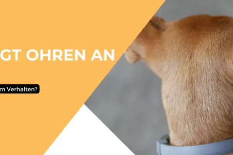 Ein Hund legt die Ohren an und wedelt. Was steckt hinter diesem Verhalten?