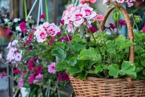 Piękne, zwisające kwiaty na taras w wiklinowym koszu. Różowe i fioletowe petunie oraz pelargonie tworzą barwną kompozycję.