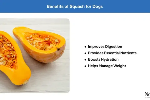 A halved butternut squash, showing its seeds and flesh, illustrates the benefits of squash for dogs, including improved digestion and weight management.
