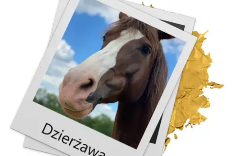 Stajnia koni Warszawa Białołęka: najlepsze lekcje jazdy i opieka nad końmi