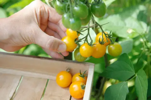 Main jaune, une main cueille des tomates cerises en pot. Des tomates cerises vertes et jaunes pendent sur la plante.