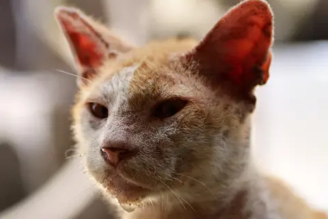Gato anaranjado con aspecto demacrado, posible indicio de inmunodeficiencia felina fases avanzadas.