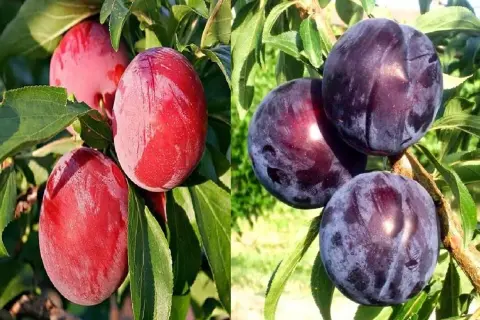 Dwa rodzaje śliw japońskich: czerwone i ciemnofioletowe, w tym odmiana Black Amber, dojrzewają na gałęziach wśród zielonych liści.