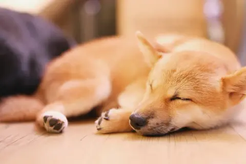 Śpiący szczeniak Shiba Inu, przytulony do ciemniejszego psa. Może właśnie śni o tym, dlaczego pies chrapie.
