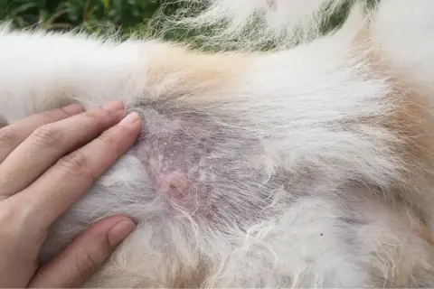 Hand streichelt Hund mit kahlen Stellen und Hautirritationen, Anzeichen von Hund Haarausfall.