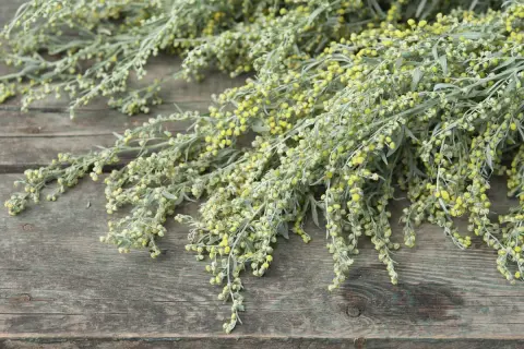 Büschel von Beifuß mit kleinen gelben Blüten auf verwittertem Holz. Die Wermut Wirkung ist vielfältig, von verdauungsfördernd bis entzündungshemmend.