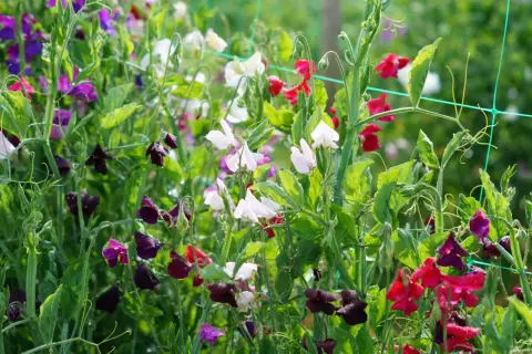 En frodig rabatt med luktärter i olika färger, som en vacker april månadsblomma. Vattenpärlor glänser på blommorna.